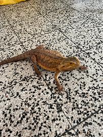 Drago barbuto (pogona vitticeps)