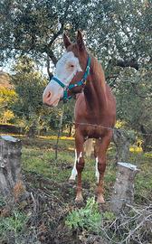 Cavallo paint