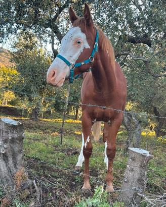 Cavallo paint