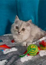 Gattino British longhair silver shaded
