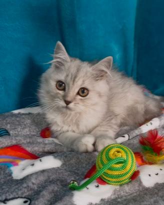 Gattino British longhair silver shaded