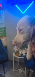 Bassotto kaninchen piebald chocopied