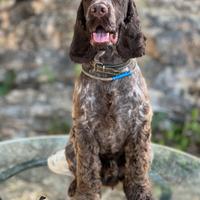 Cocker spaniel fegato roano per monte