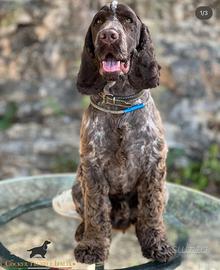 Cocker spaniel fegato roano per monte