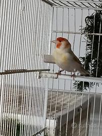 Cardellina Major Novelle