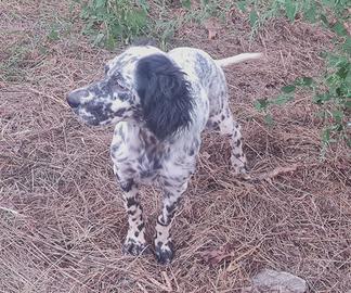Cucciolo femmina di setter inglese