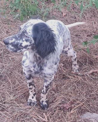 Cucciolo femmina di setter inglese