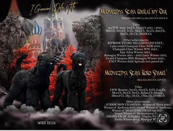 Cuccioli TERRIER NERO RUSSO disponibili