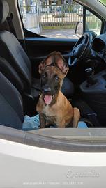 Pastore belga malinois