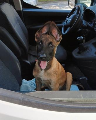 Pastore belga malinois
