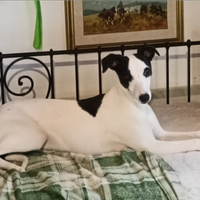 Whippet cucciolone top