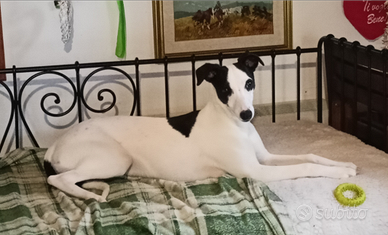 Whippet cucciolone top