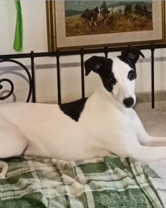 Whippet cucciolone top