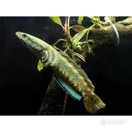 Channa pulchra giovane