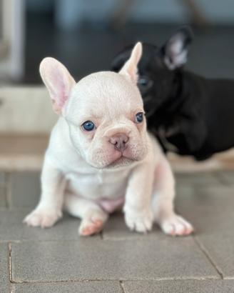 Bulldog francesi