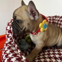 Bulldog francese