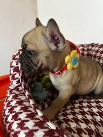 Bulldog francese