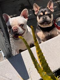 Bulldog francese