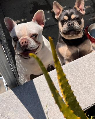 Bulldog francese