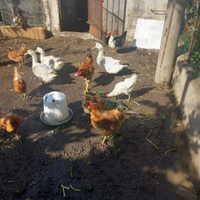 Animali da pollaio