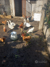 Animali da pollaio