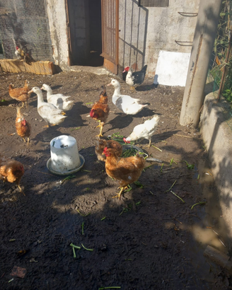 Animali da pollaio