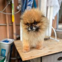 Spitz maschio mini Roy