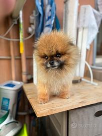 Spitz maschio mini Roy