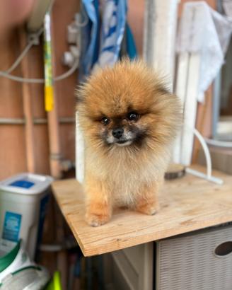 Spitz maschio mini Roy