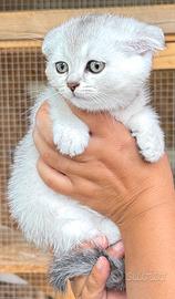 Scottish Longhair