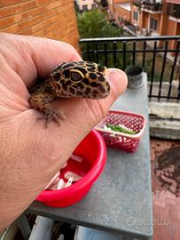 Geco leopardino