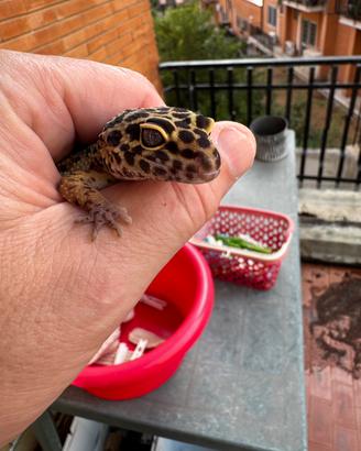Geco leopardino