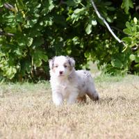 Cuccioli di Pastore Australiano