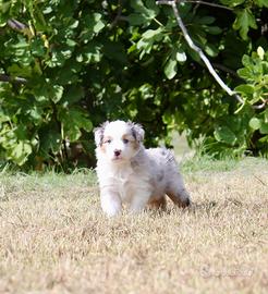 Cuccioli di Pastore Australiano