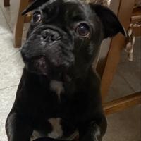 Bulldog francese femminuccia colore bringe