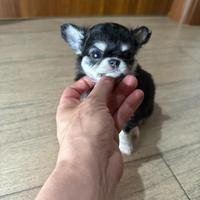 Chihuahua con pedigree ENCI