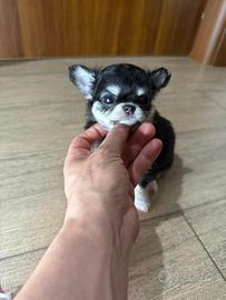 Chihuahua con pedigree ENCI