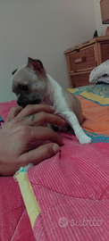 Cuccioli chihuahua