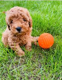 Cuccioli di barboncini mini toy maschi femmine