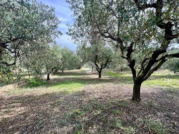 TER. AGRICOLO A ROSETO DEGLI ABRUZZI