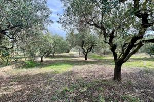 TER. AGRICOLO A ROSETO DEGLI ABRUZZI