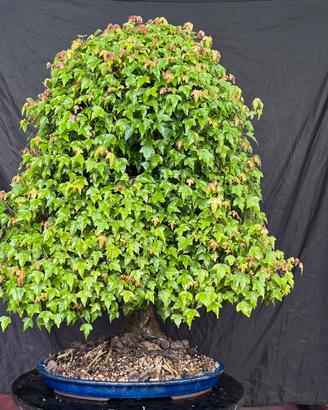 Bonsai acero buergerianum