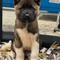 American Akita