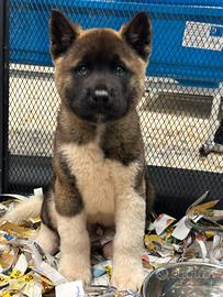 American Akita