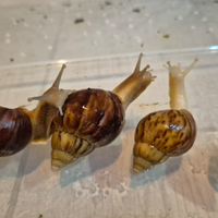 Lumaca gigante Africana