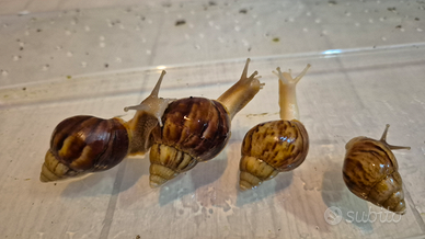 Lumaca gigante Africana