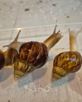 Lumaca gigante Africana