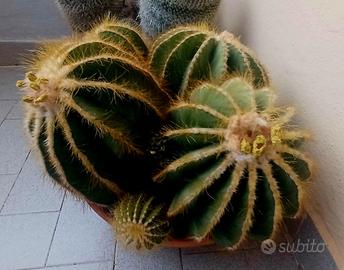 Grusoni 5 in un vaso