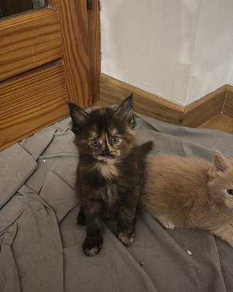 Cuccioli Maine coon pedigree prestigioso