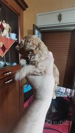 Barboncino toy